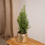 3 stuks mini kerstboom inclusief gouden pot